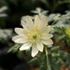 Show product details for Adonis amurensis Hakuju